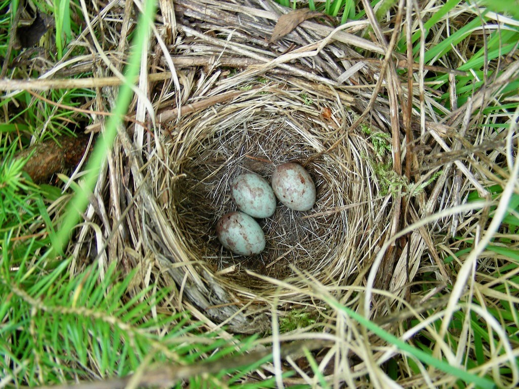 White-throated Sparrow nest by K.P. McFarland is licensed under CC BY-NC 2.0